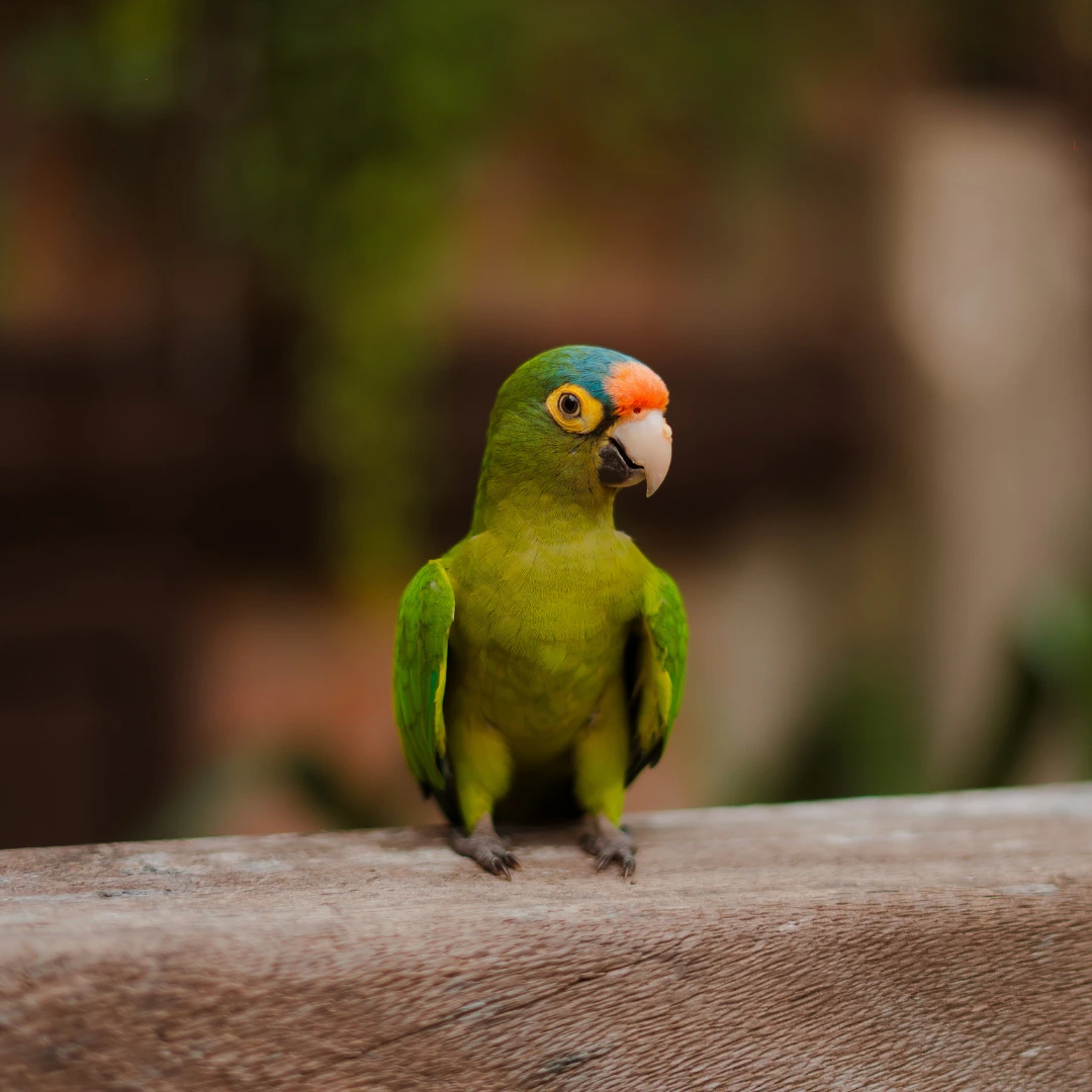 Refugio adaptado para parecerse al hábitat natural de aves como flamencos, loros, pericos y guacamayas. Se reciben y rehabilitan ejemplares heridos o rescatados del tráfico ilegal.